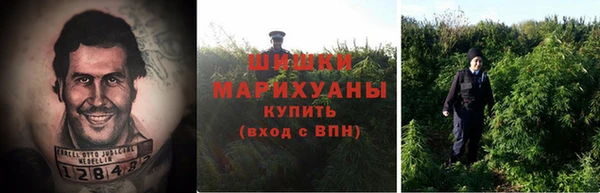 крисы Тайга